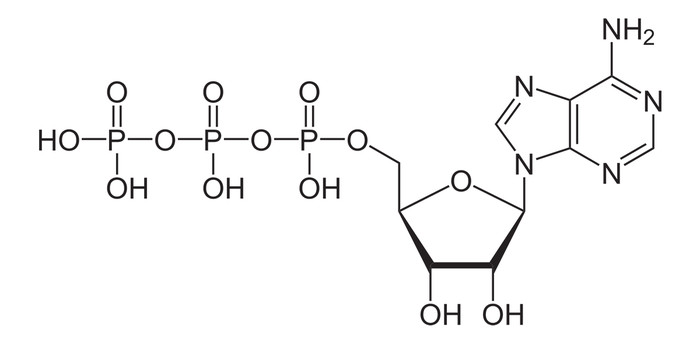 АТФ е вид молекула (аденозинтрифосфат), която увеличава енергията