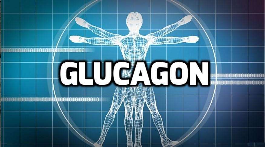 Хормонът глюкагон регулира нивото на глюкоза в кръвта
