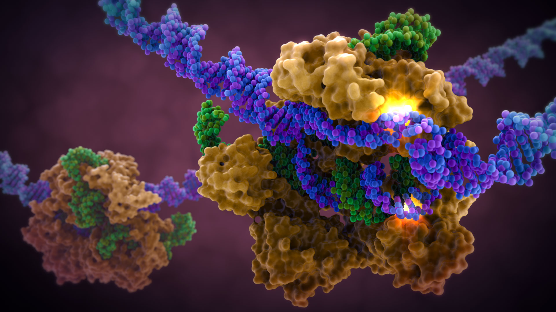 Гените в ДНК съдържат информацията за всички ензими в тялото