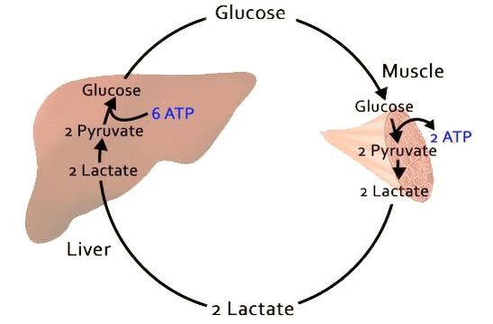 Млечната киселина се образува от разграждането на глюкоза в процеса на интензивен тренинг