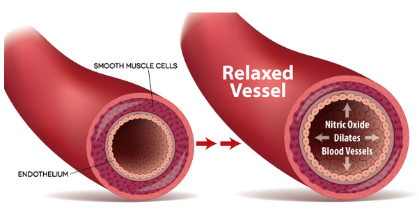 NO отпуска гладките мускули около кръвоносните съдове, за да причини вазодилатация