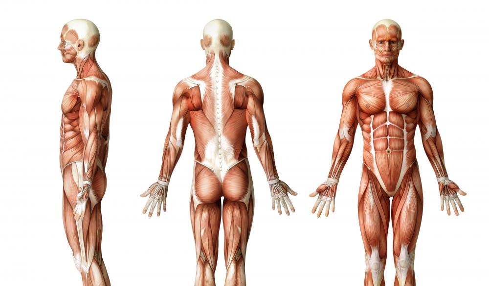 В човешкото тяло има голям брой мускули, чието максимално синхронизирано съкращаване увеличава значително силата