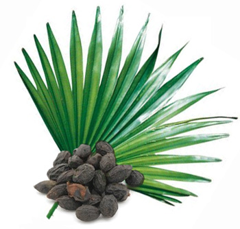 Продуктът Saw Palmetto Standardized Extract​ 320 мг на чудесна цена от Doctor`s Best е екстракт от палмата дужудже Serenoa repens, гарантирано съдържащ 85-95% мастни киселини, както и някои полезни растителни стероли, които са основните активни съставки на билката.