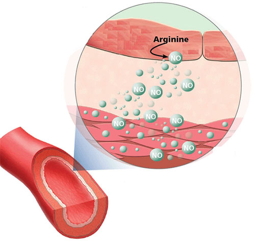 Arginine Alpha Ketoglutarate Instantized от Myprotein разширява кръвоносните съдове и подобрява кръвообращението.