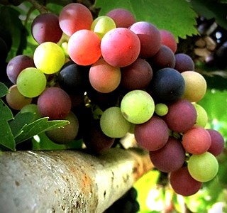 Grape Seed Extract от Myprotein подобрява сърдечно-съдовата дейност.