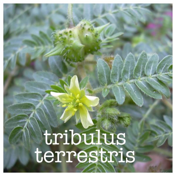Tribulus Pro (95% Saponins), предложен на топ цена, засилва сексуалната активност и повдига либидото.