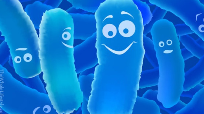 Natrol BioBeadsTM Probiotic Acidophilus 30 beads съдържа 2 млрд живи бактерии, подобряващи състава на чревната микрофлора