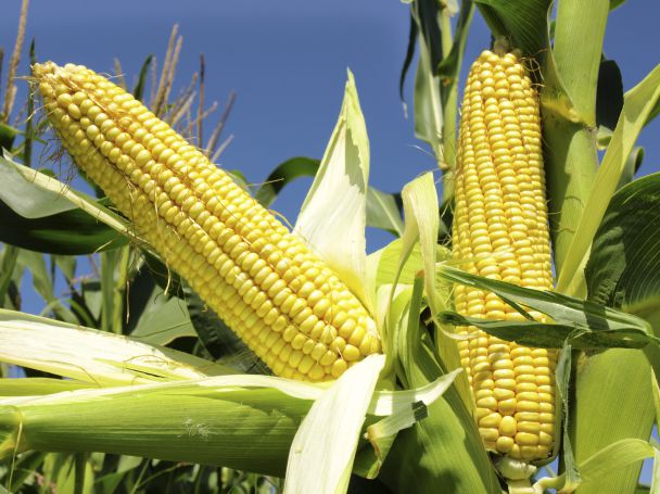 Now Foods Waxy Maize Starch съдържа нишесте от восъчна царевица.
