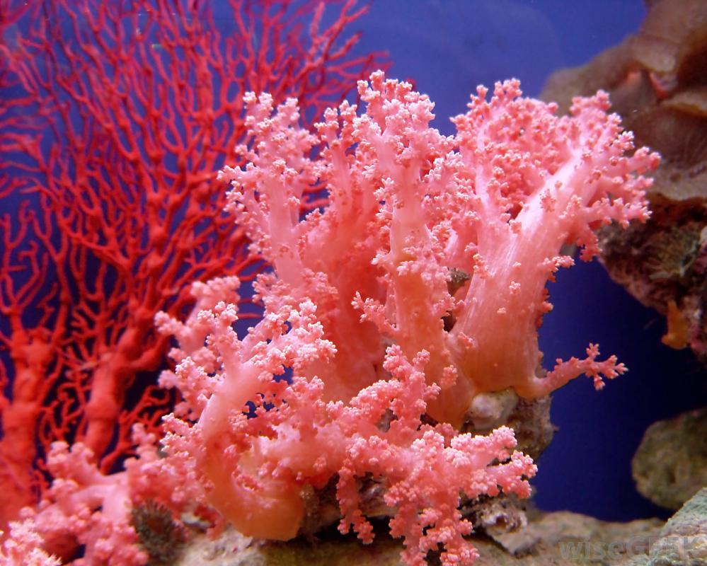 Prozis Foods Coral Calcium е с отлично усвояване.