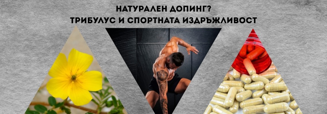 Натурален допинг? Трибулус и спортната издръжливост